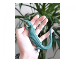 We offer exotic reptiles for sale online at absolute rock-bottom prices