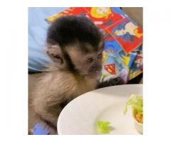 Licensed Capuchin / Marmosets Monkeys  ready now for adoption