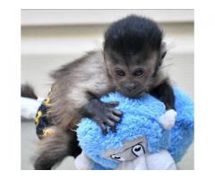 Licensed Capuchin / Marmosets Monkeys ready now for adoption