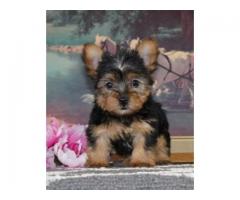 Cute 12 Weeks Old Yorkie Text /call (330) 910 0534