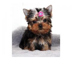 Super Adorable Yorkie Puppies Available Now Text /call (330) 910 0534