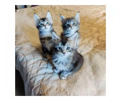We have Maine Coon kittens available for sale