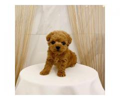 Mini Toy Poodles For Sale