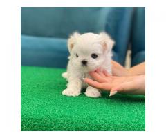 Teacup Puppies For Sale Near Me