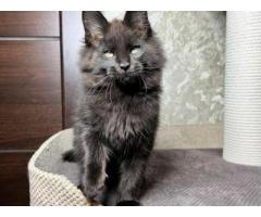 Black maine coon cats for sale ( Maine coon breeder )