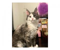European Bloodline Maine Coon Kittens And Cats For Sale