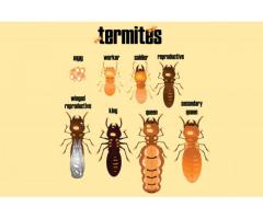Gem Termite Experts
