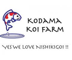 POND FISH for sale online: KOI FISH