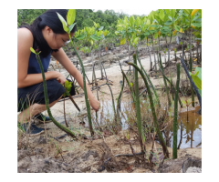 Environmental Conservation Volunteer Project in the Philippines - Palawan