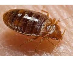 Home Pest Control – Get 20% Disc