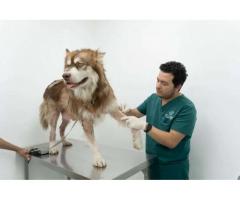 Parasite Treatment - Pet Point Veterinary Clinic