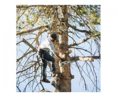 Timber Cuts Tree Service