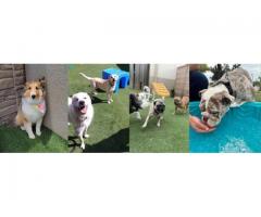 Best Dog Boarding in Oklahoma City and Moore, OK