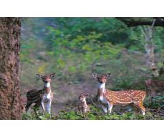 Jim Corbett Tour Packages | Jim Corbett Resort Booking | Jim Corbett Safari Booking