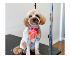 Best Pet Grooming in Ormond