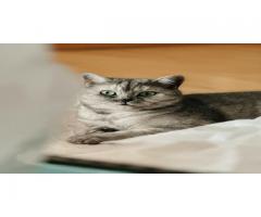 Expert Vet Care at Omaha Animal Medical Group