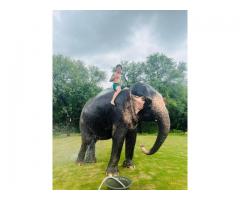 Elephant Ride in Jaipur with Elefriendride