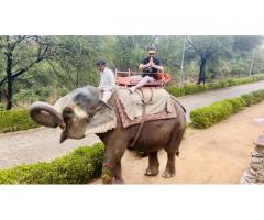 Elephant Safari in Jaipur with Elefriendride!