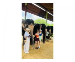 Elephant Activities in Jaipur with Elefriendride!