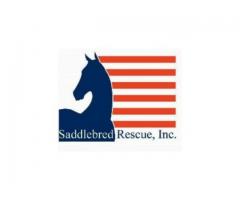 Horse Adoption Find Your Perfect Equine Partner