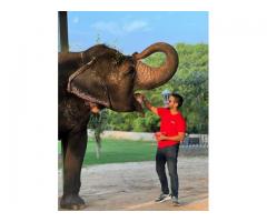 Discover Elefriendride – The Ethical Elephant Sanctuary in Jaipur!