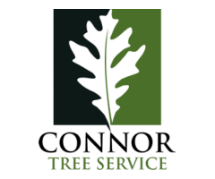 Top Tree Removal Mt. Pleasant, SC: Trusted Tree Arborists Ready to Assist