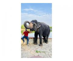 Unforgettable Elephant Experiences in Jaipur!