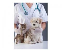 Complete Veterinary Solutions For Your Pet’s Health