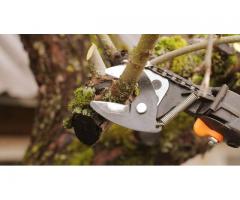 Tree Trimming Tucson AZ