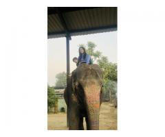 Experience the Best Elephant Ride in Jaipur with Elefriendride!