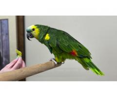 Amazon Parrots For Sale