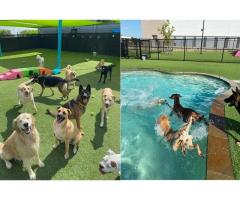Dog Grooming in Plano Texas