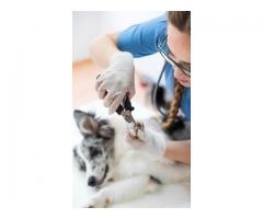 Same-Day Dog Nail Trimming Service Fort Worth TX