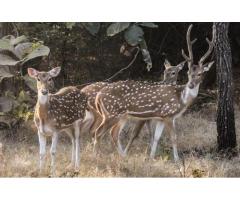 Gujarat Tourism Package