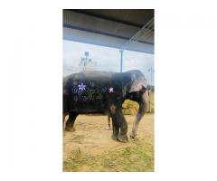 Experience the Best Elephant Sanctuary & Rides in Jaipur with Elefriendride!