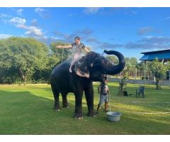 Best Elephant Sanctuary & Rides Jaipur. Ethical Fun!