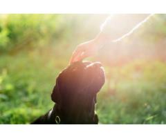 Dog Cremation in Airdrie Respectful Caring Pet Aftercare Services