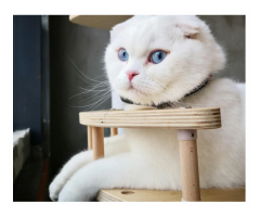 Premium Dog Cat Small Pet Supplies Pet Furniture Toys A Bunny Good Time