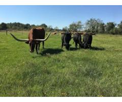 Save More with Bulk Beef Check 12 Beef Cost Today!